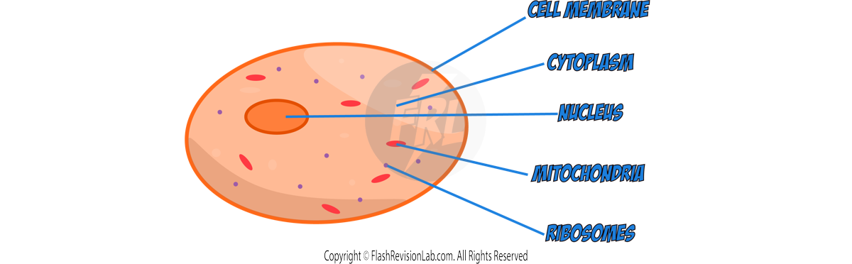 Animal Cell Diagram